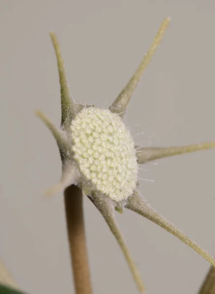 Dorstenia Foetida Flowering Close Shot Local Focus — Stock Photo, Image