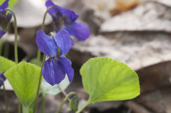 Viola Palustris Marisma Violeta Flores Disparo Cerca —  Fotos de Stock