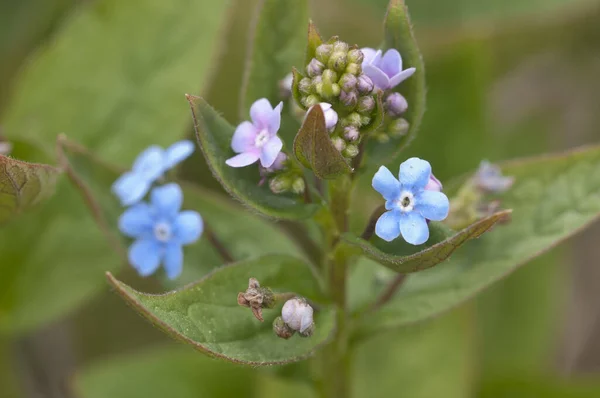 Brunnera Sibirica Roślin Zbliżenie Strzał Lokalny Ostrość — Zdjęcie stockowe