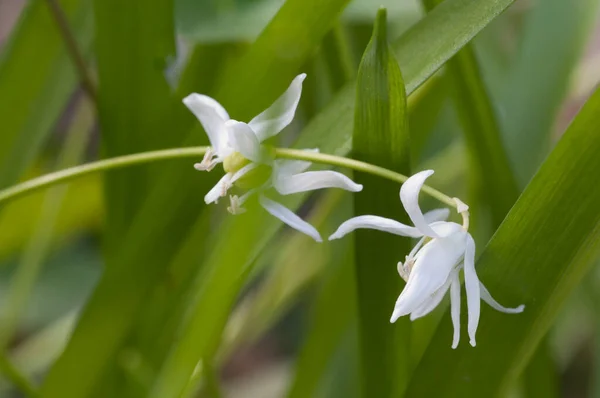 Fleurs Scille Sibérienne Scilla Siberica Gros Plan Mise Point Locale — Photo