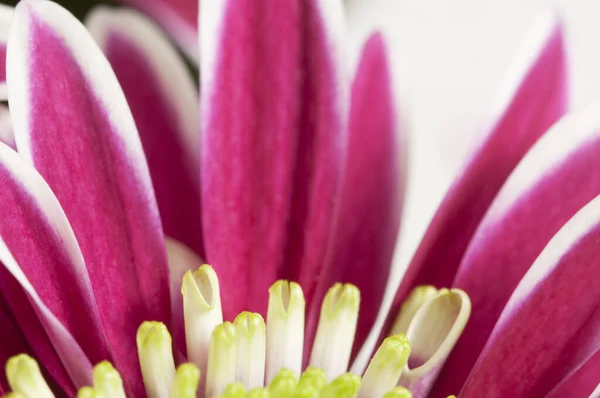 デイジーの花 ショットを閉じる ローカルフォーカス — ストック写真
