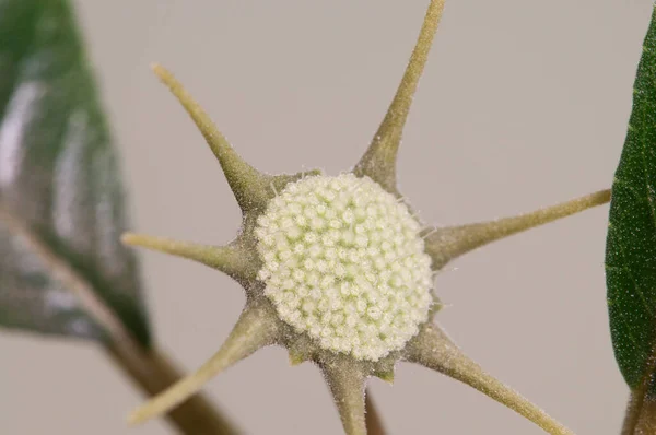 Dorstenia Foetida Bloei Close Shot Lokale Focus — Stockfoto