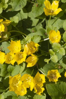 Lysimachia nummularia (para otu, iki çimen), yakın çekim