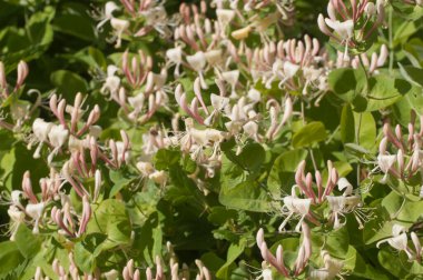 Lonicera caprifolium çiçekleri yakın çekim yerel odak