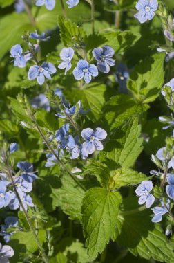 Veronica Chamaedrys çiçekler, makro çekim, yerel odak