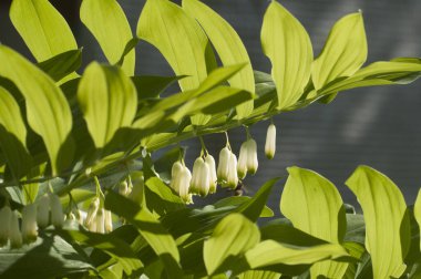 Süleyman 'ın Mührü (Polygonatum) çiçekleri yakın çekim