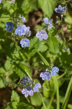 Veronica Chamaedrys çiçekler, makro çekim, yerel odak