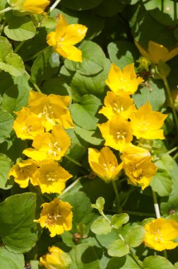 Lysimachia nummularia (para otu, iki çimen), yakın çekim