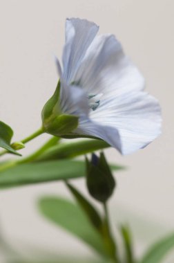 Flax (Linum usitatissimum) hafif arkaplan üzerinde çiçekler, yakın çekim, yerel odak