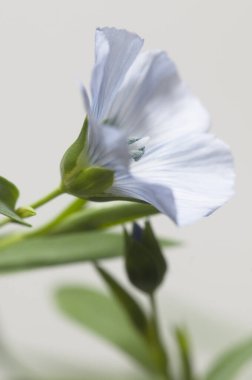 Flax (Linum usitatissimum) hafif arkaplan üzerinde çiçekler, yakın çekim, yerel odak