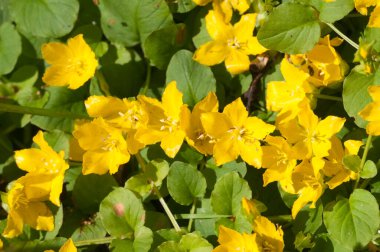 Lysimachia nummularia (para otu, iki çimen), yakın çekim