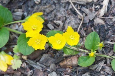 Lysimachia nummularia (para otu, iki çimen), yakın çekim