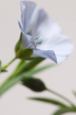 Flax (Linum usitatissimum) hafif arkaplan üzerinde çiçekler, yakın çekim, yerel odak