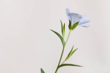 Flax (Linum usitatissimum) hafif arkaplan üzerinde çiçekler, yakın çekim, yerel odak