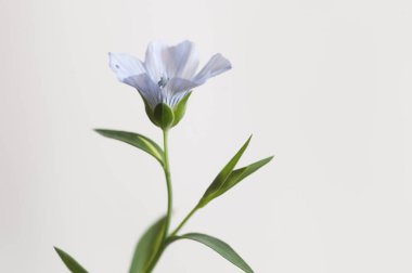 Flax (Linum usitatissimum) hafif arkaplan üzerinde çiçekler, yakın çekim, yerel odak