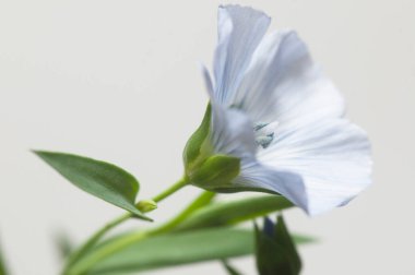 Flax (Linum usitatissimum) hafif arkaplan üzerinde çiçekler, yakın çekim, yerel odak