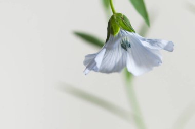 Flax (Linum usitatissimum) hafif arkaplan üzerinde çiçekler, yakın çekim, yerel odak