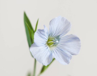 Flax (Linum usitatissimum) hafif arkaplan üzerinde çiçekler, yakın çekim, yerel odak