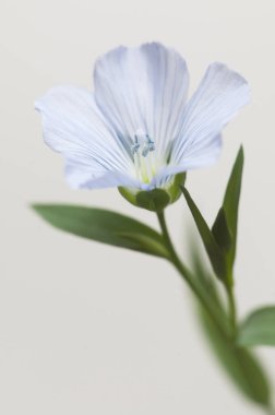 Flax (Linum usitatissimum) hafif arkaplan üzerinde çiçekler, yakın çekim, yerel odak