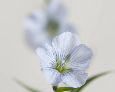 Flax (Linum usitatissimum) hafif arkaplan üzerinde çiçekler, yakın çekim, yerel odak