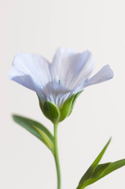Flax (Linum usitatissimum) hafif arkaplan üzerinde çiçekler, yakın çekim, yerel odak