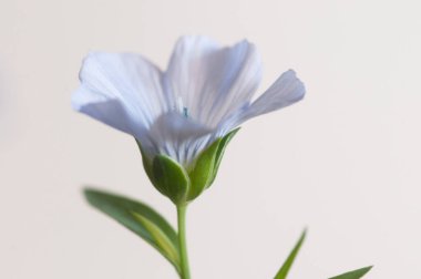 Flax (Linum usitatissimum) hafif arkaplan üzerinde çiçekler, yakın çekim, yerel odak