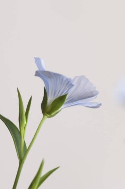 Flax (Linum usitatissimum) hafif arkaplan üzerinde çiçekler, yakın çekim, yerel odak