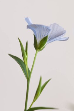 Flax (Linum usitatissimum) hafif arkaplan üzerinde çiçekler, yakın çekim, yerel odak