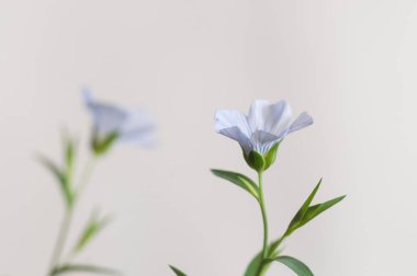 Flax (Linum usitatissimum) hafif arkaplan üzerinde çiçekler, yakın çekim, yerel odak