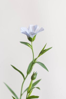 Flax (Linum usitatissimum) hafif arkaplan üzerinde çiçekler, yakın çekim, yerel odak