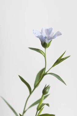 Flax (Linum usitatissimum) hafif arkaplan üzerinde çiçekler, yakın çekim, yerel odak