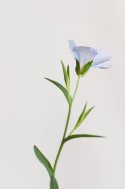 Flax (Linum usitatissimum) hafif arkaplan üzerinde çiçekler, yakın çekim, yerel odak
