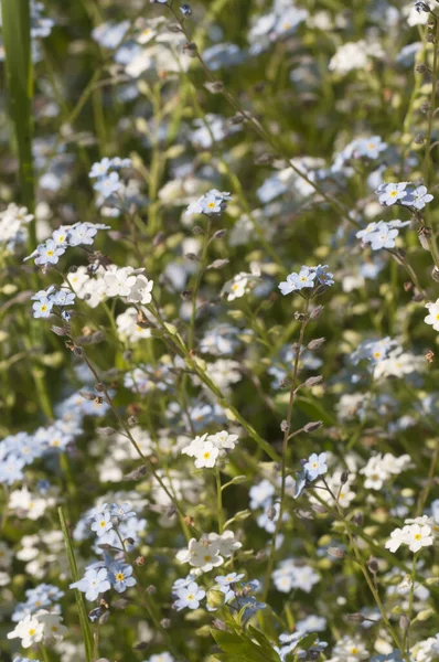 stock image Forget-me-not blue flowers, close up shot, local focus