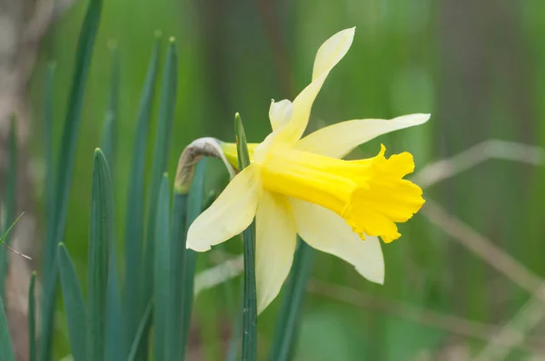 Narcyz Kwiat Wiosną Zbliżenie Strzał — Zdjęcie stockowe