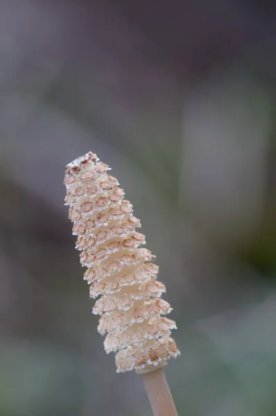 Equisetum Strobili Spring Close Shot — Stock Photo, Image