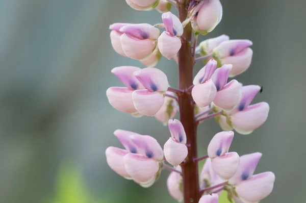 Lupinenblüten Nahaufnahme Schuss Lokaler Fokus — Stockfoto