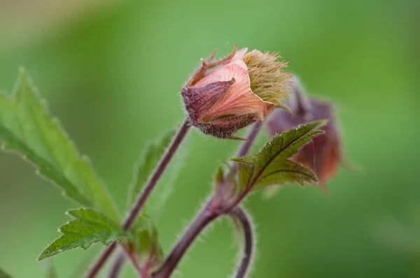 Geum Rivale Flor Cerrar Shot Enfoque Local — Foto de Stock