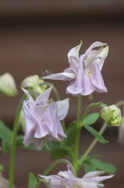 Flor Híbrida Aquilegia Tiro Cerca Enfoque Local —  Fotos de Stock