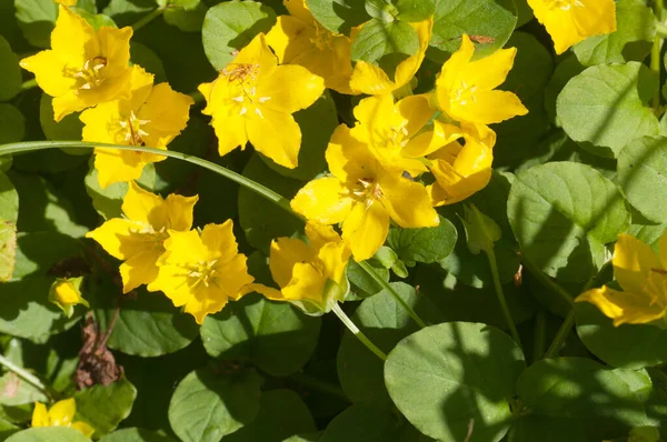 Lysimachia nummularia (para otu, iki çimen), yakın çekim