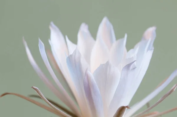 Kvetoucí Kaktus Echinopsis Makro Shot — Stock fotografie