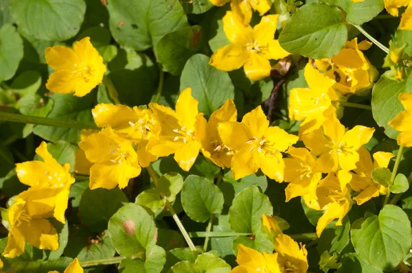 Lysimachia nummularia (para otu, iki çimen), yakın çekim