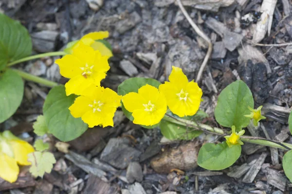 Lysimachia nummularia (para otu, iki çimen), yakın çekim