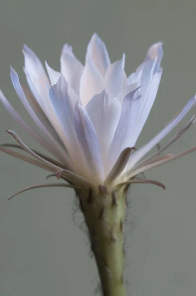 Cactus Fiore Echinopsis Macro Shot — Foto Stock
