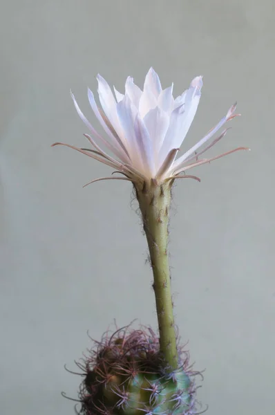 Цветущий Кактус Echinopsis Макроснимок — стоковое фото