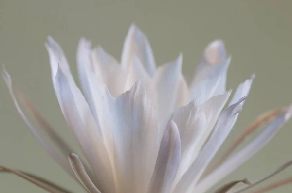 Cactus Florecientes Echinopsis Macro Shot — Foto de Stock