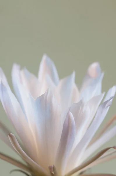 Cactus Fiore Echinopsis Macro Shot — Foto Stock
