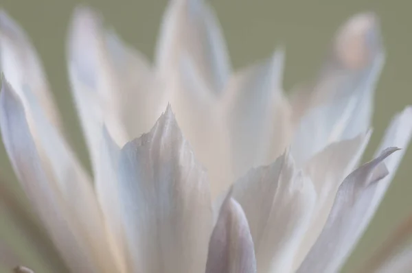 Bloeiende Cactus Echinopsis Macro Shot — Stockfoto