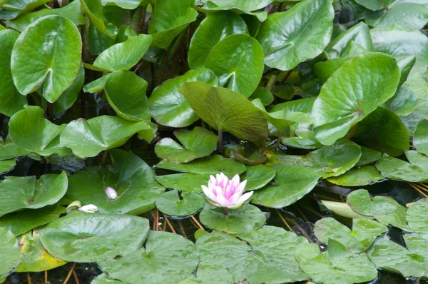 Lírios Água Ninfa Uma Lagoa Parque Cidade — Fotografia de Stock