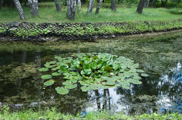 Vodní Lilie Nymphea Rybníku Městském Parku — Stock fotografie