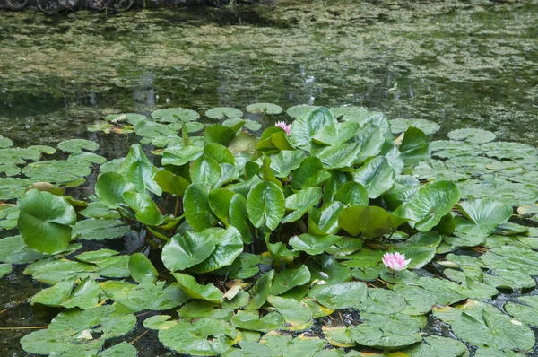 Lírios Água Ninfa Uma Lagoa Parque Cidade — Fotografia de Stock